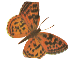Image of 2022 Field Day Butterfly