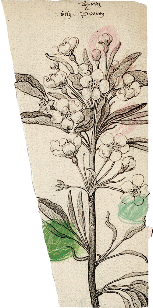 Image of the flowers on the Tracing Paper Label
